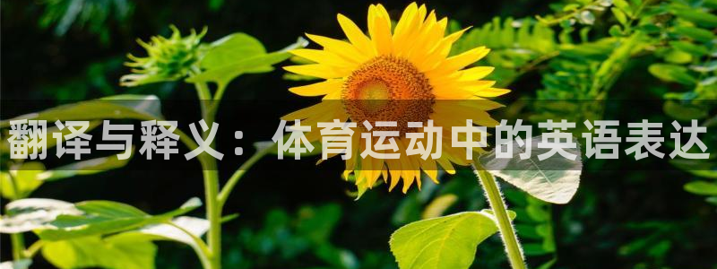 vsport体育官网下载平台假的吗是真的吗：翻译与释